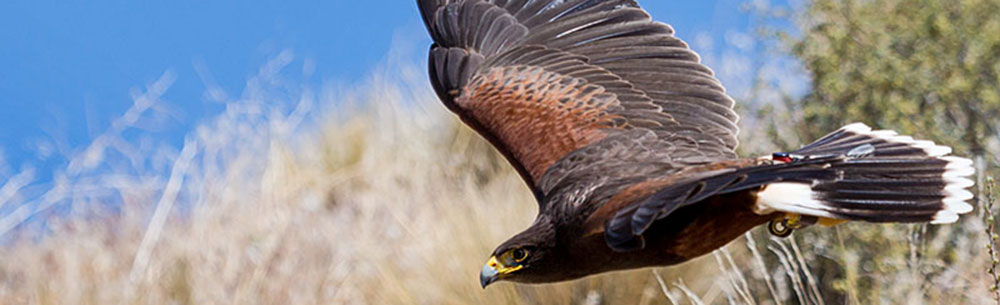 Raptor Power: Discover Birds of Prey - CuriOdyssey