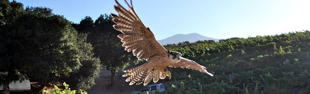 Toree's Stories: Birds of prey call Tahoe, Truckee home